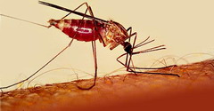 Cuba retakes dengue battle